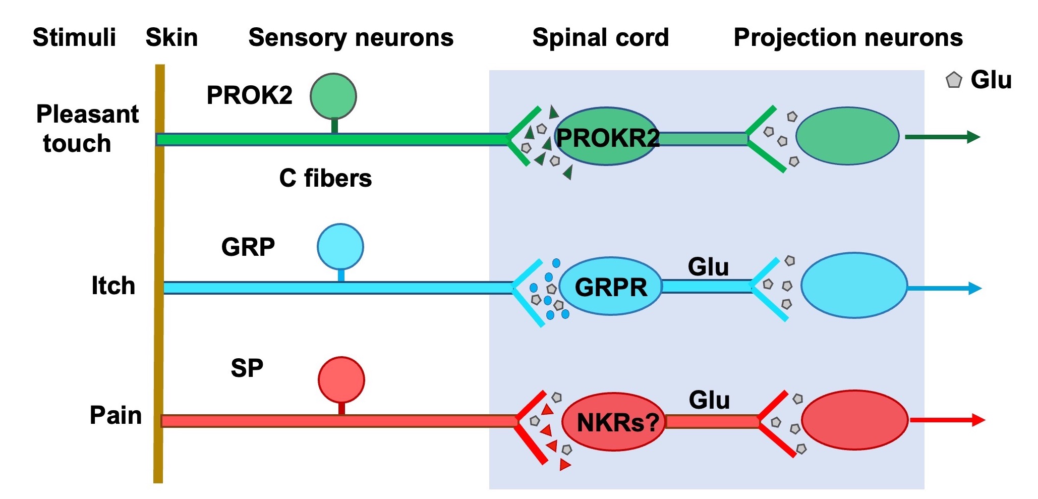 Figure 1 neuropeptide code.jpg