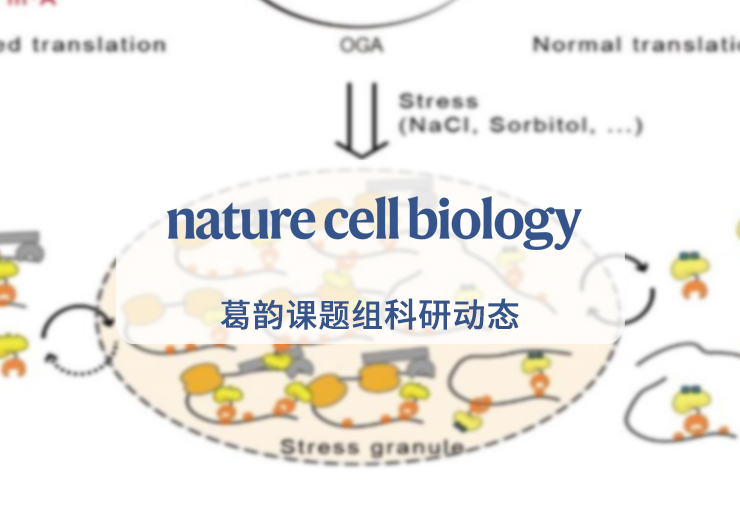 Nature Cell Biology | 葛韵团队及合作者利用定量检测技术揭示糖基化修饰调控YTHDF1/3的翻译促进功能与相分离性质