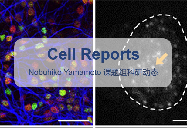 Cell Reports | 山本课题组揭示人ES细胞诱导形成的皮质神经元中CREB和表观遗传因子对神经元活动依赖性基因调控的机制