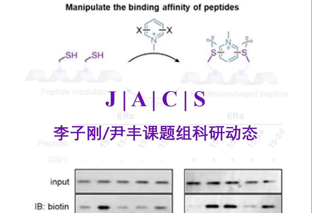 JACS | 李子刚/尹丰课题组在多肽/蛋白质可逆化学修饰方法学取得新进展