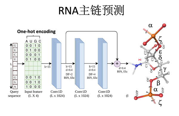 RNA主链预测.jpg