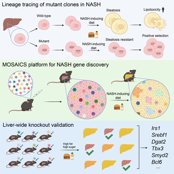 Graphic-abstract(1).png Graphic-abstract(1).png