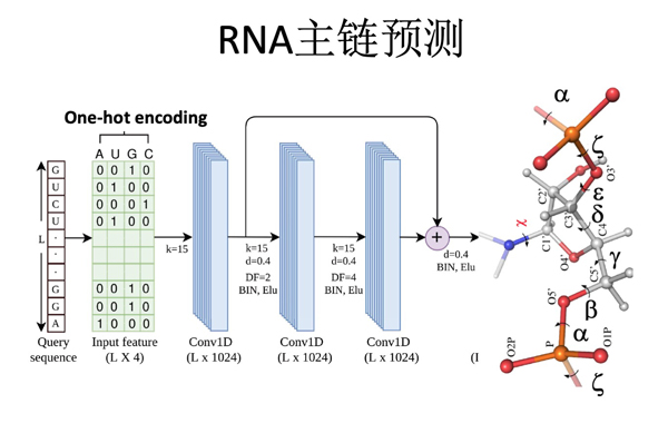 RNA主链预测.jpg RNA主链预测.jpg