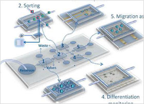 Cell chip system