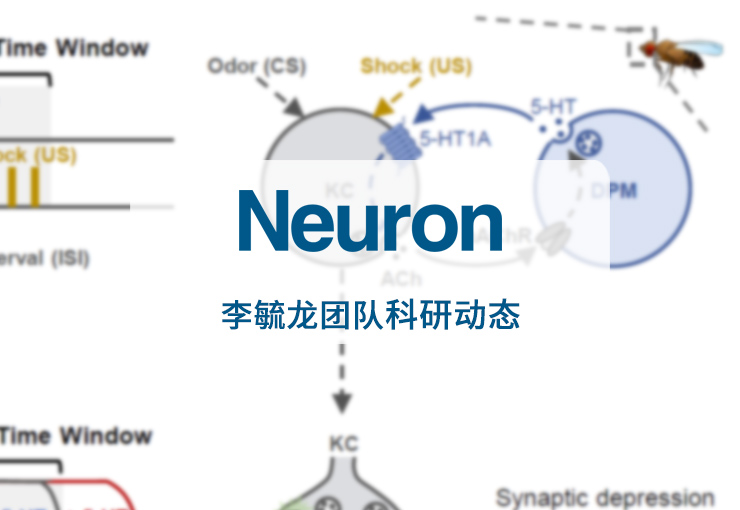Neuron | 李毓龙团队发现五羟色胺调节关联学习记忆的时间窗口，揭开巴甫洛夫留下的百年之谜