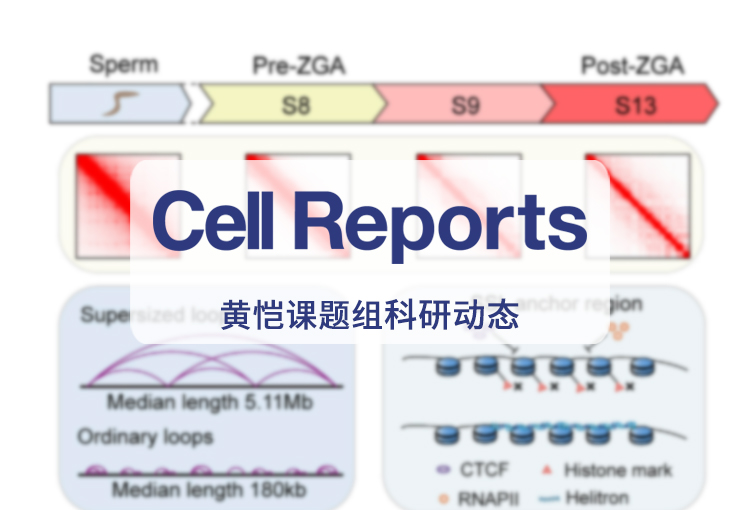 Cell Reports | 黄恺课题组及合作者发现一种新型染色质三维结构