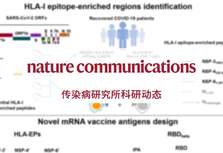Nature Communication | 深圳湾实验室与清华大学等研究团队合作设计新型T细胞疫苗对抗新冠病毒变异株