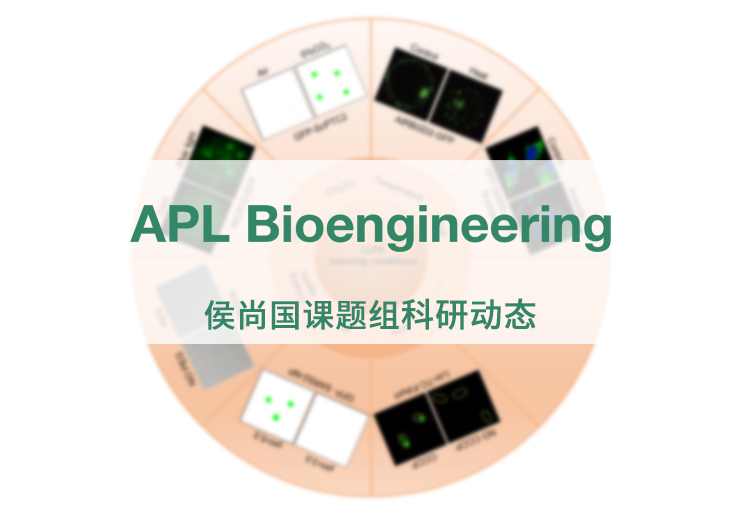APL Bioengineering | 侯尚国团队发表利用光学显微镜研究液-液相分离的方法综述