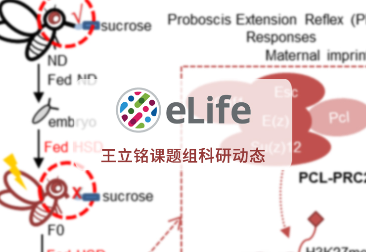 eLife | 王立铭课题组揭示果蝇高糖饮食暴露影响后代摄食行为的表观遗传学机制