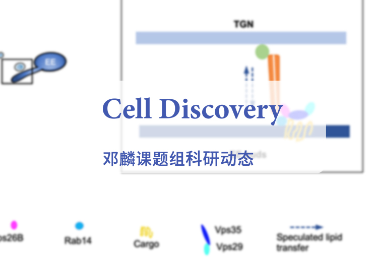 Cell Discovery | 邓麟课题组及合作者发现VPS13家族蛋白SHIP164在早内吞体货物分选中的新功能和新机制